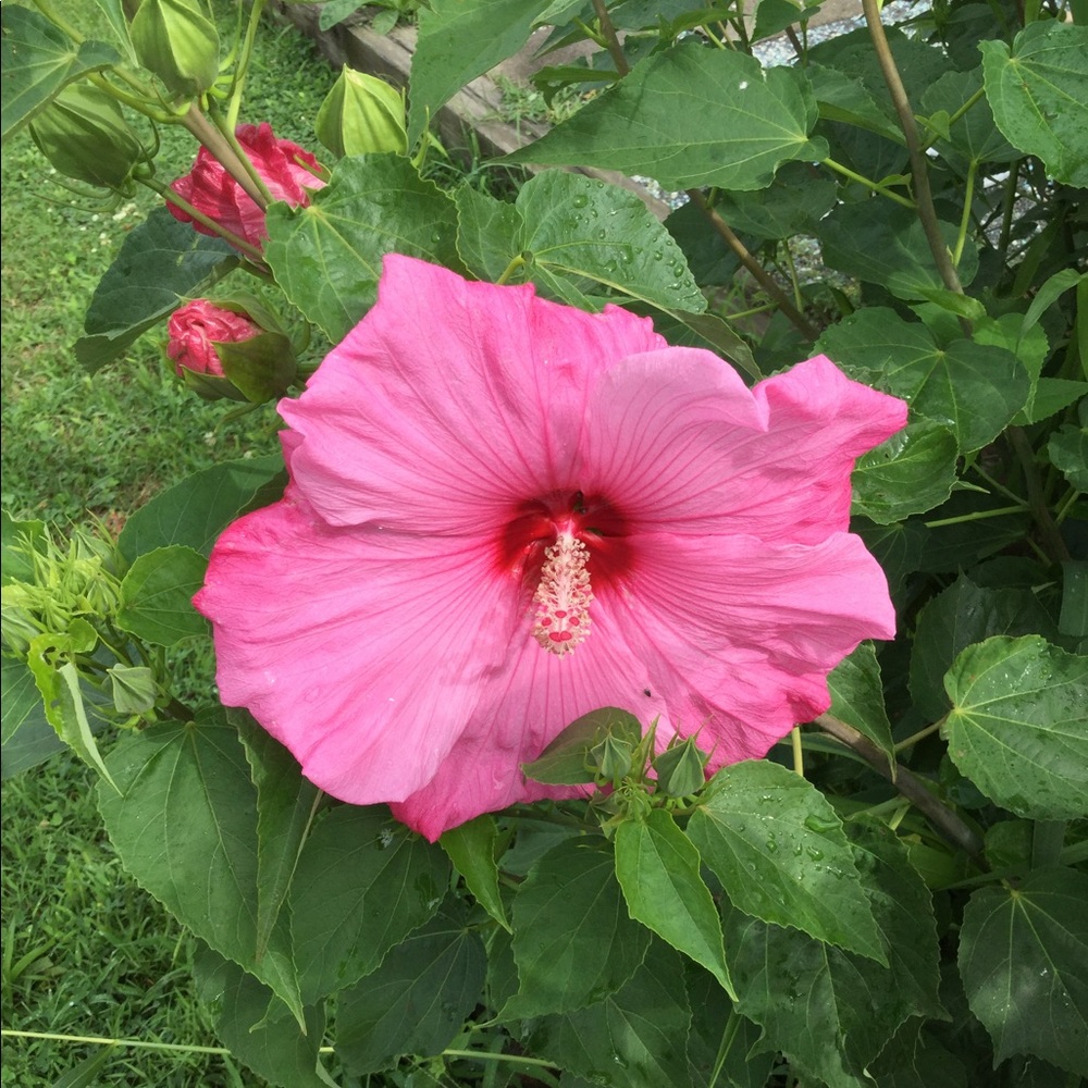 Meet your Posher, Maria